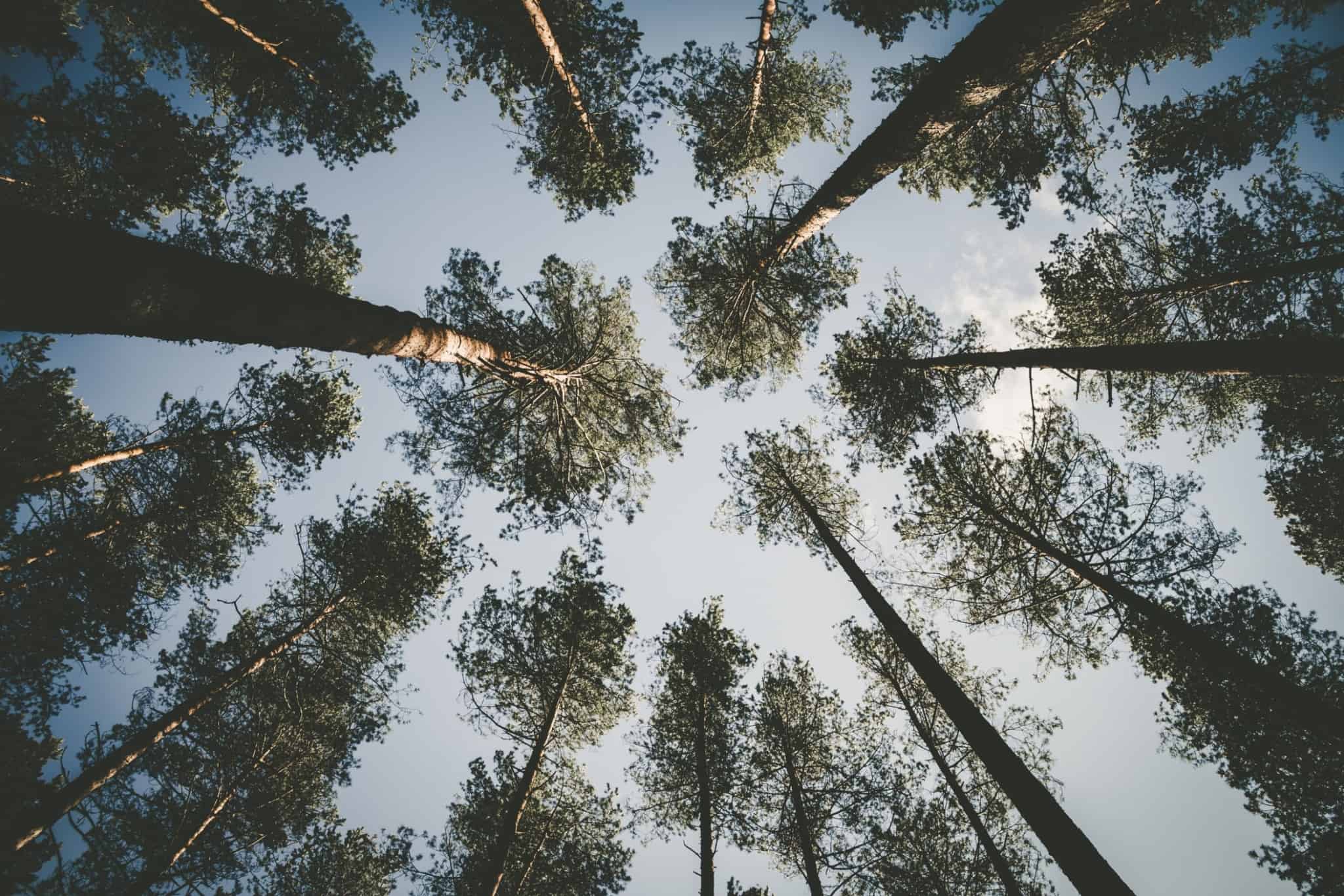 Various treetops seen from below